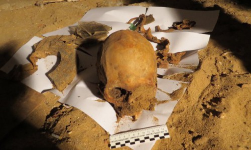 В Кировской области собака раскопала в лесу останки самоубийцы