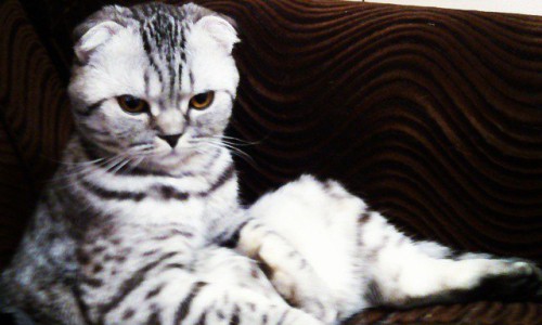 Утро в Кирове: в День смеха горожан разыгрывают коты