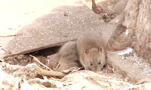 В Кирове на Юго-Западе возле церкви бегают огромные крысы