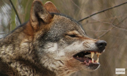 В Кировской области женщина погибла за 50 метров от дома: ее тело обглодали волки