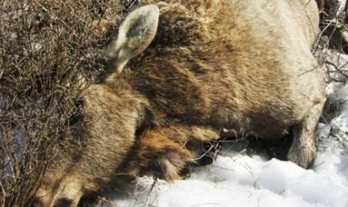 В Кировской области браконьеры вновь убили лосиху с лосенком