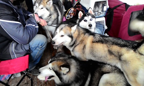 В Кирове прошла масштабная выставка собак