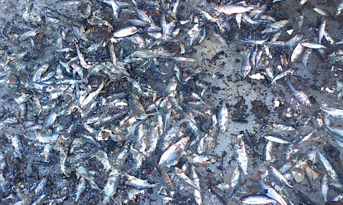 На пруду в Ганино обнаружили несколько сотен мертвых рыб