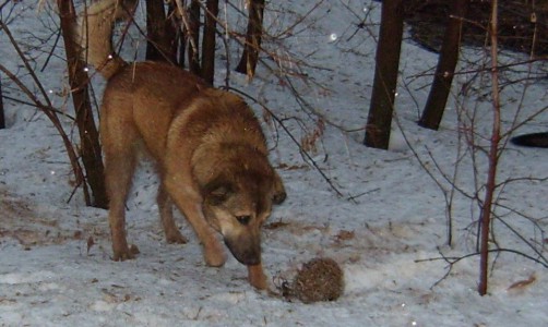 Кировчанин спас ежиков от собак