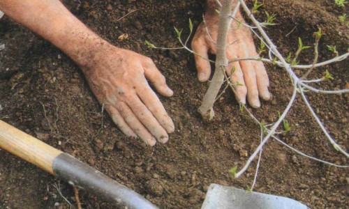 В Кирове посадят более 2 000 деревьев и кустарников