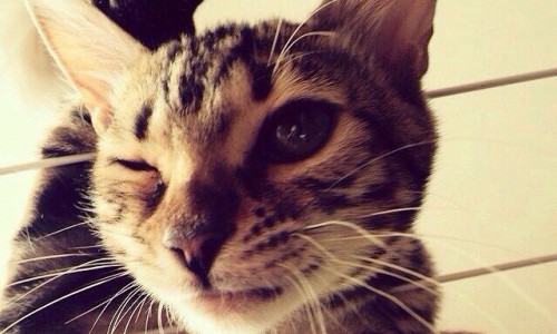 Как начали день кировчане: черные утки, хризантемы и шахматы