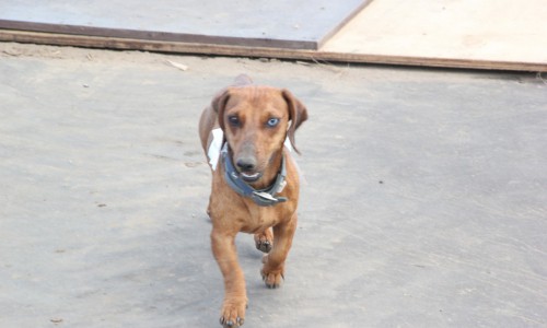 В Кировской области такса искусала 10-летнего мальчика