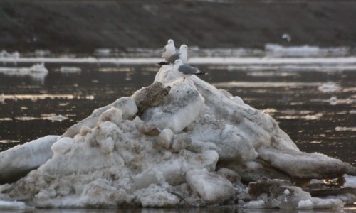 Река Вятка освобождается ото льда