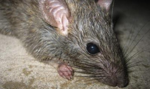 Еще один случай: в Кирове крысы вновь покусали человека на улице