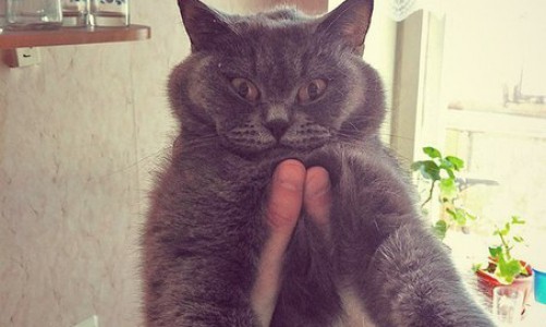 Утро в Кирове: пушистый кот и Газманов