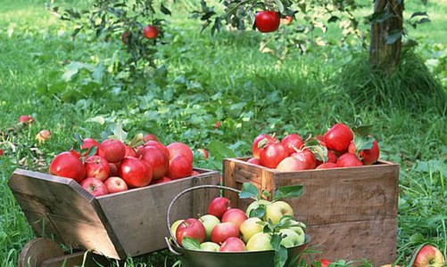 Дачный сезон-2015: как добиться богатого урожая?