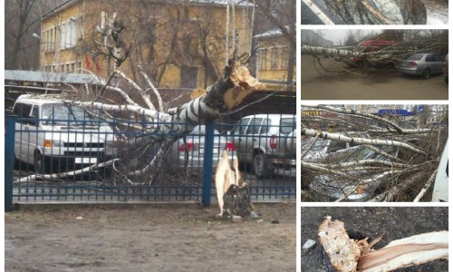 В Кирове ветер повалил березу: дерево «похоронило» под собой две машины