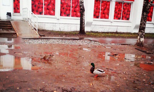 Утро в Кирове: пожарные сирены и утки в городе