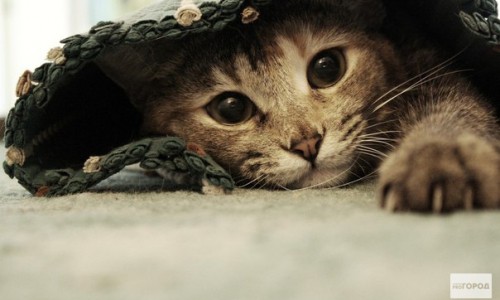 Кировчан приглашают на выставку бездомных кошек