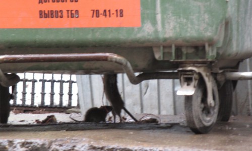 Фото: в центре Кирова кировчан удивили крысы