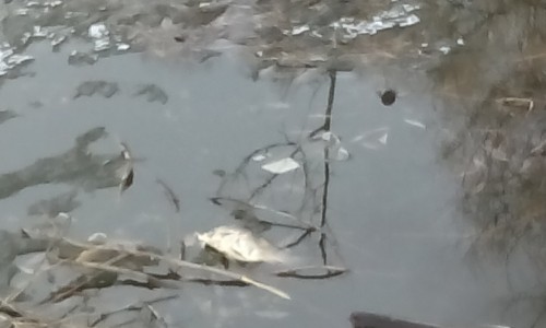 В Кировском пруду наблюдается массовая гибель рыбы