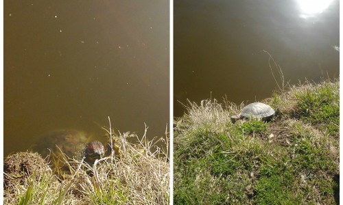 Кировчанка решила спасти черепаху из пруда у цирка и отвезла ее на обследование