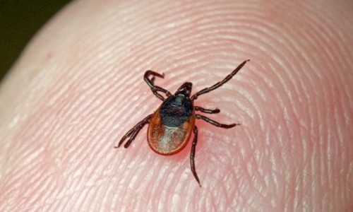 За неделю клещи покусали 108 кировчан