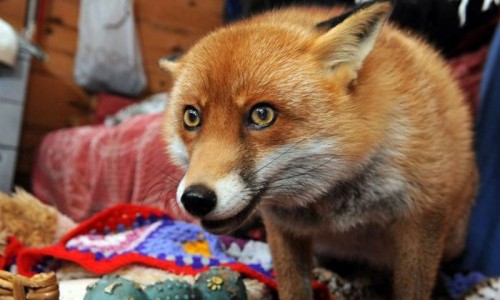 В Кировской области раненая лиса забралась в один из жилых дворов