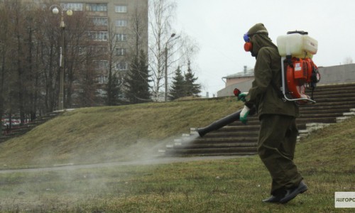 За неделю клещи покусали 241 кировчанина