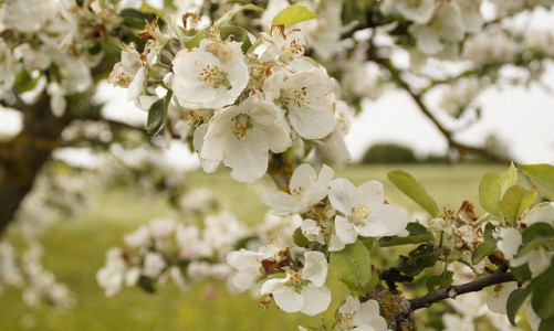 В Кирове ко Дню Победы появится яблоневый сад
