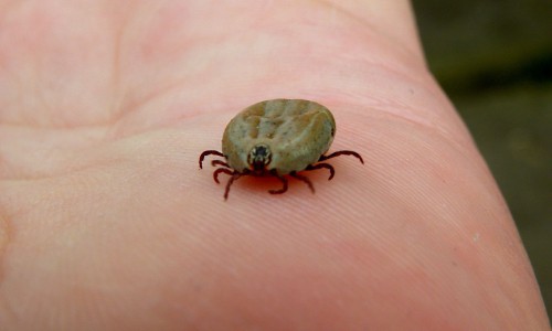 Это важно знать! Практические советы, как защитить себя от клещей