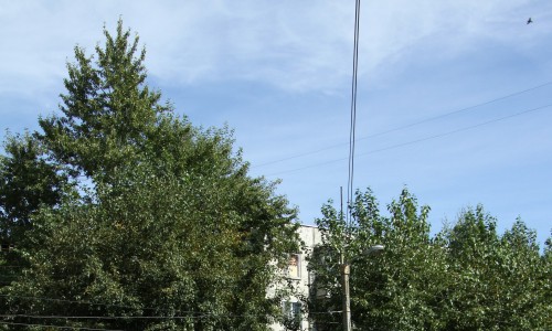 На Октябрьском проспекте в Кирове посадят новые деревья