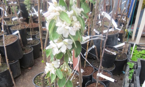 В Чистых Прудах из вишен, яблонь и слив высадят слово "Жизнь"