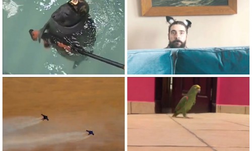 Топ популярных видео в Интернете: эти уморительные и трогательные ролики никого не оставили равнодушными