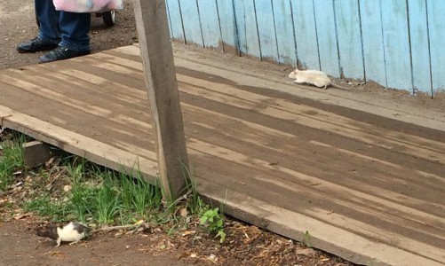 На улице Ленина белые крысы держат в страхе местных жителей