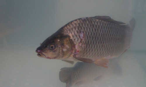 В пруд в Коминтерне выпустят 250 килограммов мальков карпа