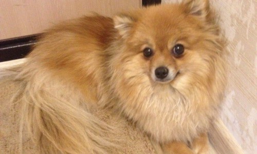 Безопасно ли гулять в загородных парках? После одной прогулки в Порошино собака подцепила 40 клещей