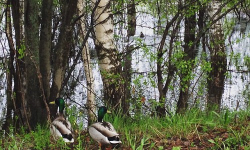 Утро в Кирове: уточки в заречном парке и друг в мусорном баке