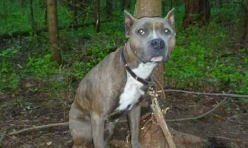 В Кирово-Чепецке хозяева привязали собаку к дереву и оставили умирать