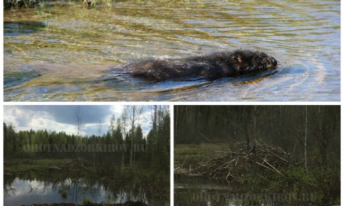 В Кировской области браконьеры расстреливали бобров из обреза