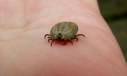 В Кировской области 42 человека заболели после укусов клещей