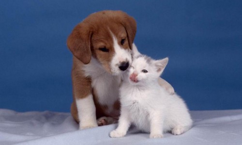 С домашних кошек и собак сняли больше 50 клещей