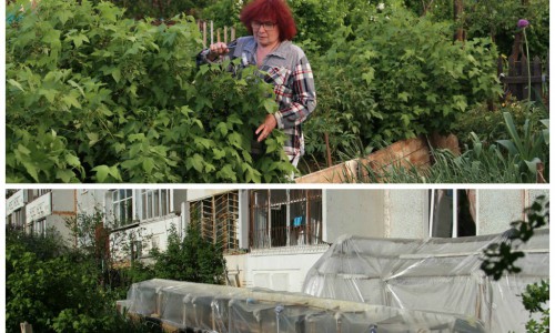 Огород под окнами многоэтажки в Кирове: реально ли вырастить во дворе клубнику и насколько это законно?