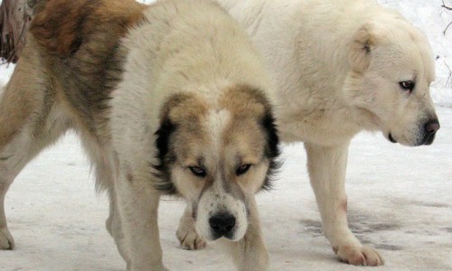 В Кирово-Чепецком районе овчарка обезобразила лицо 5-летней девочки