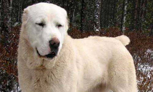 В Кировской области собака откусила часть лица 5-летней девочки: репортаж с места происшествия