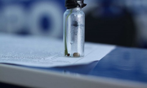 В 2015 году клещи уже покусали более 5 тысяч кировчан