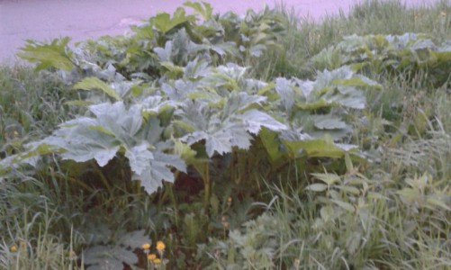 Опасное ядовитое растение выросло под окнами жителей Чистых прудов