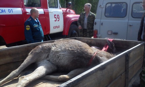 В Кировской области «Мерседес» сбил лося