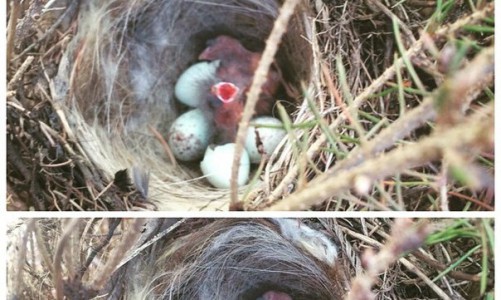 Пятница в Кирове: горожане нашли на улице птенцов и сделали опасное фото