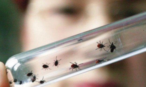 Клещи атакуют: в 2015 году укушено в 1,5 раза больше кировчан, чем в прошлом