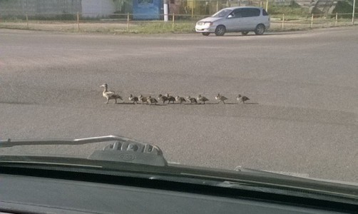 Фото: в Нововятске автомобилистам пришлось пропускать утят