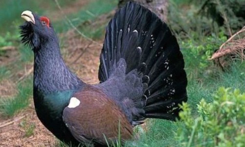 В Польше погибли 10 вятских глухарей