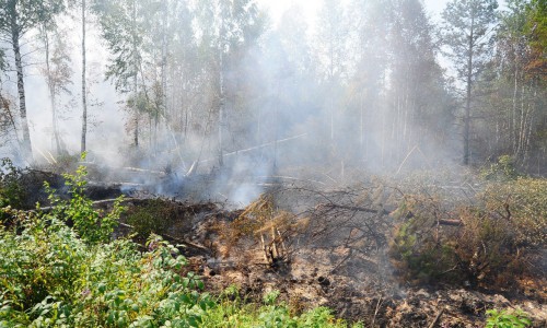 Внимание! Кировчанам запретили разводить в лесах костры