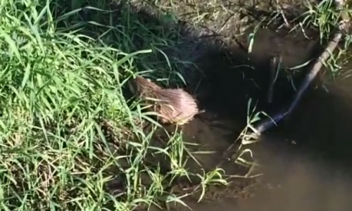 Видео: в городской черте Кирова живет ондатра