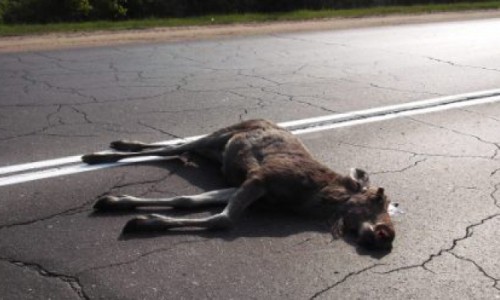 В Кировской области автомобиль сбил лося: пассажир авто погиб